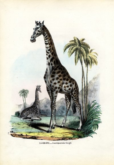 Giraffe, 1863-79 by Raimundo Petraroja